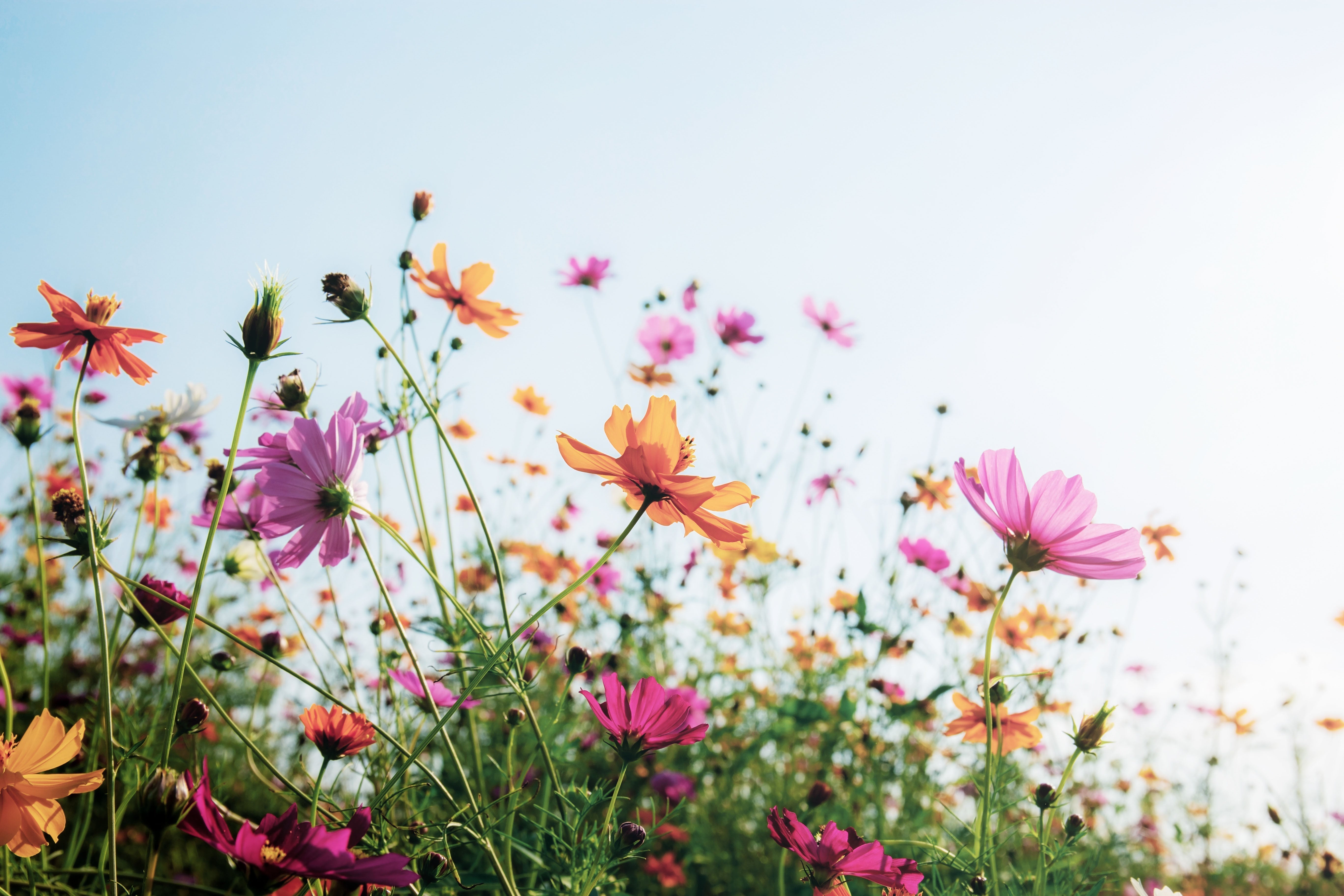 Can hay fever affect your gut? The link between pollen, histamine and digestion