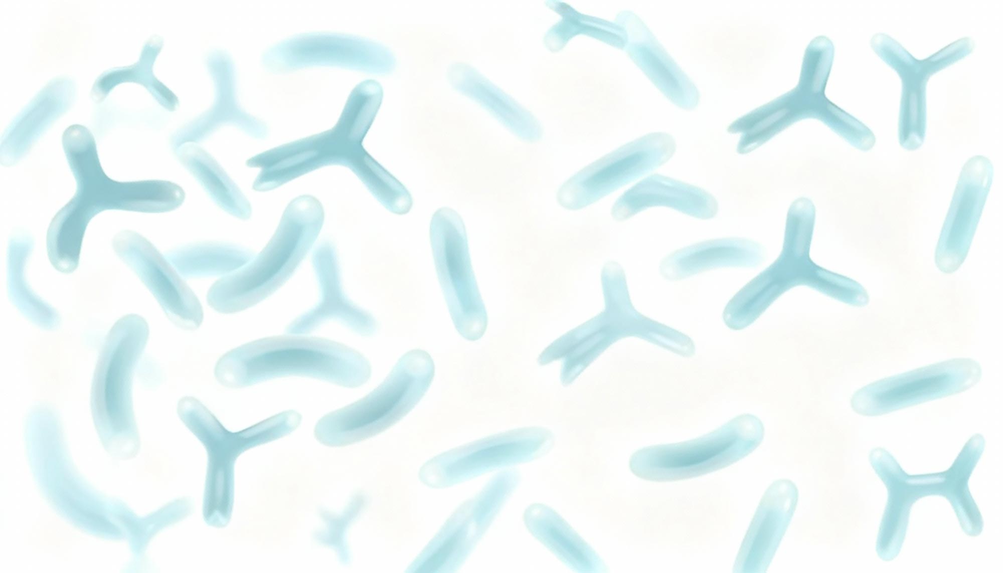 illustrations of light blue bifidobacterium and lactobacillus on white background